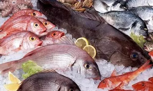 മത്സ്യത്തിലെ മായം: ‘സ്ട്രിപ്’ പരിശോധന പാതിവഴിയിൽ നിലച്ചു മത്സ്യത്തിലെ മായം: ‘സ്ട്രിപ്’ പരിശോധന പാതിവഴിയിൽ നിലച്ചു