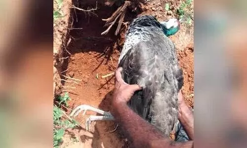 ഷോക്കേറ്റ്​ മയിൽ ചത്തു; വനംവകുപ്പ്​ തിരിഞ്ഞുനോക്കിയില്ല