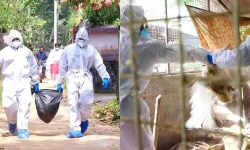 അഴൂരിൽ കോഴികളെയും താറാവുകളെയും കൊന്നുതുടങ്ങി