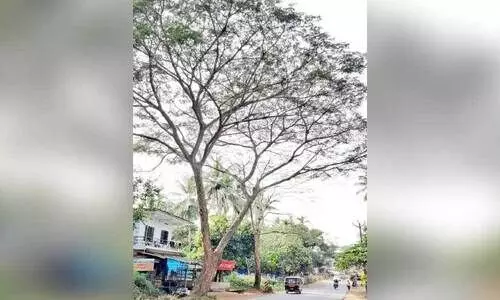 ഭീഷണിയായ മരങ്ങൾ മുറിച്ചുമാറ്റിയില്ല; അപകടങ്ങൾ പതിവ്