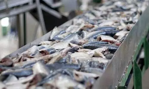 fish processing unit
