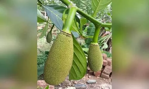 ചക്ക സംസ്ഥാന ഫലമായി പ്രഖ്യാപിച്ചു; സംഭരിക്കാൻ നടപടിയില്ല