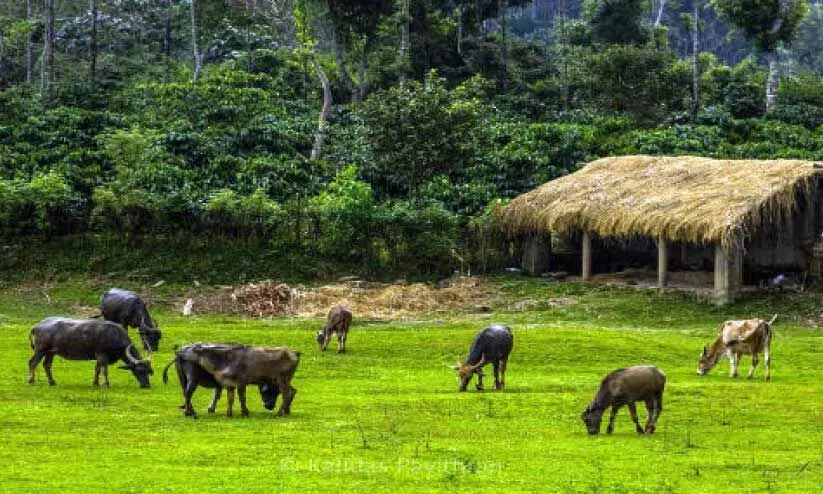 പു​ഷ്പ​ഗി​രി വ​ന്യ​ജീ​വി സ​ങ്കേ​തം വി​സ്തൃ​തി കൂ​ട്ടി; പ്ര​തി​ഷേ​ധം