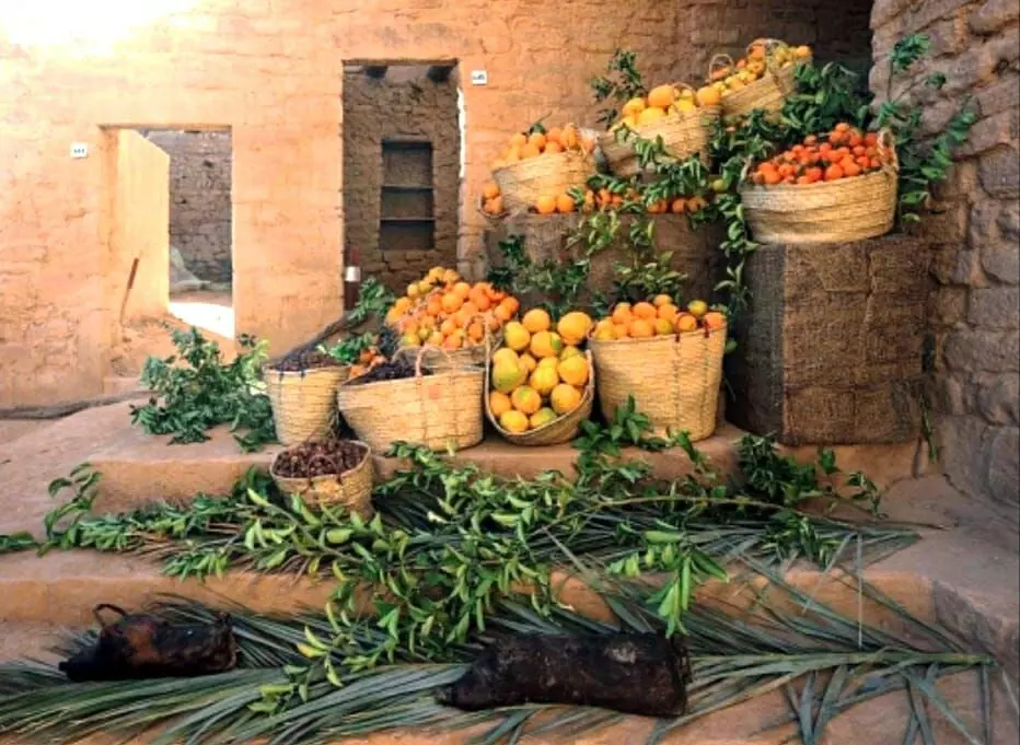 ‘ഹിജ്‌റി’​െൻറ മരുപ്പച്ചകളിൽ മധുരനാരങ്ങയുടെ വിളവെടുപ്പുത്സവം