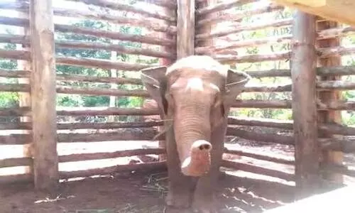 മ​ര്യാ​ദ​ക്കാ​ര​നാ​കാ​ൻ അ​ര​സി​രാ​ജ