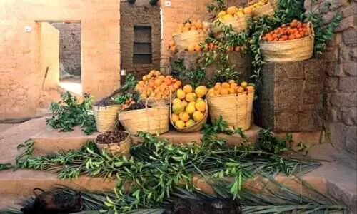 ‘ഹിജ്‌റി’​െൻറ മരുപ്പച്ചകളിൽ മധുരനാരങ്ങയുടെ വിളവെടുപ്പുത്സവം