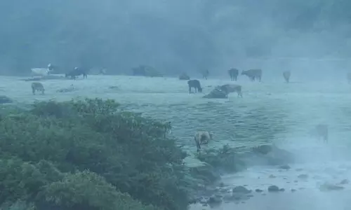 കുളിരണിഞ്ഞ് മൂന്നാർ; താപനില പൂജ്യം ഡിഗ്രിയിൽ താഴെ കുളിരണിഞ്ഞ് മൂന്നാർ; താപനില പൂജ്യം ഡിഗ്രിയിൽ താഴെ