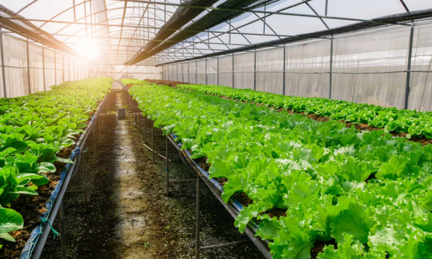 ജൈവവിളകൾക്കായി മൂന്ന് സഹകരണ സംഘങ്ങൾ