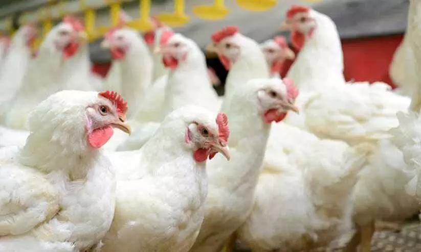 പക്ഷിപ്പനിയിൽ അതിജാഗ്രത പക്ഷിപ്പനിയിൽ അതിജാഗ്രത