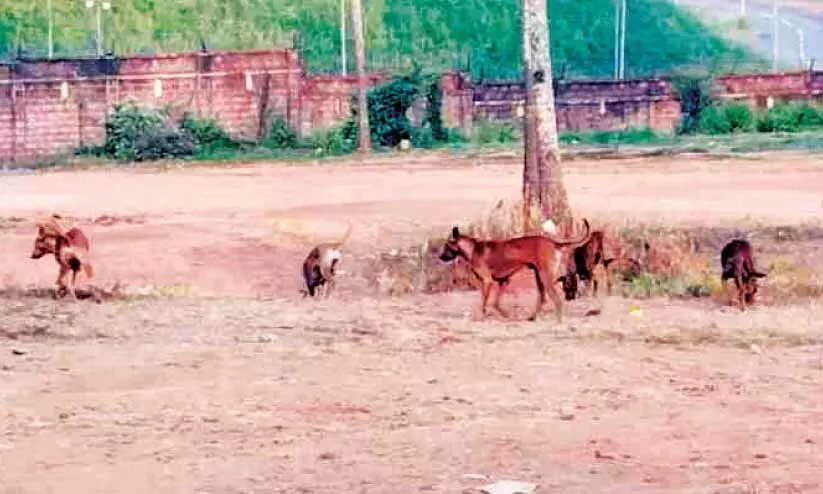 തെരുവുനായ്ക്കളേറുന്നു; കൊണ്ടോട്ടിക്കാർ ആശങ്കയിൽ
