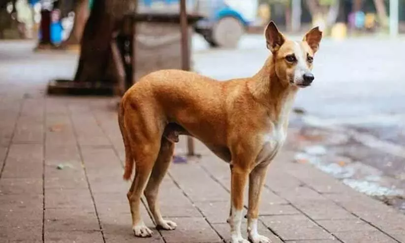 രണ്ടുപേരെ ആക്രമിച്ച തെരുവുനായ് ചത്തു രണ്ടുപേരെ ആക്രമിച്ച തെരുവുനായ് ചത്തു