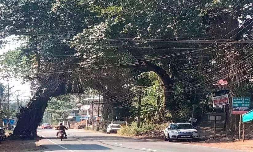 ദേശീയപാതയോരത്തെ മരങ്ങള്‍ മുറിച്ചു മാറ്റുന്നില്ല