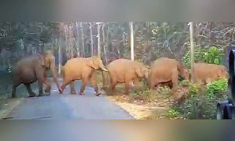 പാലപ്പിള്ളിയിൽ വീണ്ടും കാട്ടാനക്കൂട്ടം; തോട്ടം തൊഴിലാളികൾ ഓടിരക്ഷപ്പെട്ടു പാലപ്പിള്ളിയിൽ വീണ്ടും കാട്ടാനക്കൂട്ടം; തോട്ടം തൊഴിലാളികൾ ഓടിരക്ഷപ്പെട്ടു