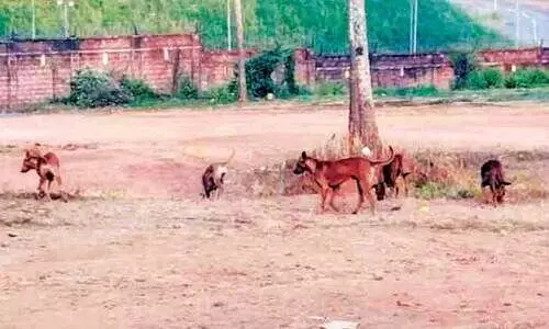 തെരുവുനായ്ക്കളേറുന്നു; കൊണ്ടോട്ടിക്കാർ ആശങ്കയിൽ