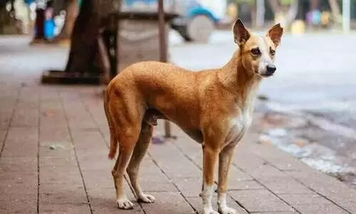 രണ്ടുപേരെ ആക്രമിച്ച തെരുവുനായ് ചത്തു