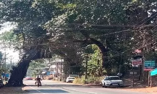 ദേശീയപാതയോരത്തെ മരങ്ങള്‍ മുറിച്ചു മാറ്റുന്നില്ല