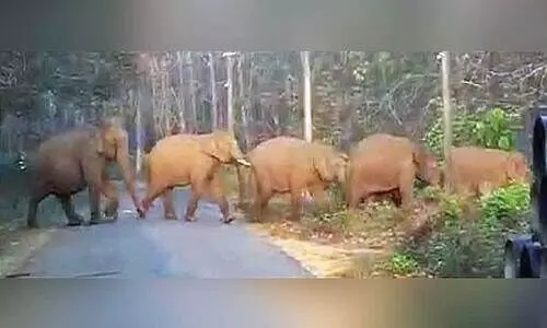 പാ​ല​പ്പി​ള്ളി​യി​ൽ വീ​ണ്ടും കാ​ട്ടാ​ന​ക്കൂ​ട്ടം; തോ​ട്ടം തൊ​ഴി​ലാ​ളി​ക​ൾ ഓ​ടിര​ക്ഷ​പ്പെ​ട്ടു