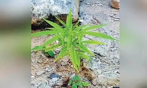 ചേറ്റുവ ഹാർബറിന് സമീപം കഞ്ചാവ് ചെടി