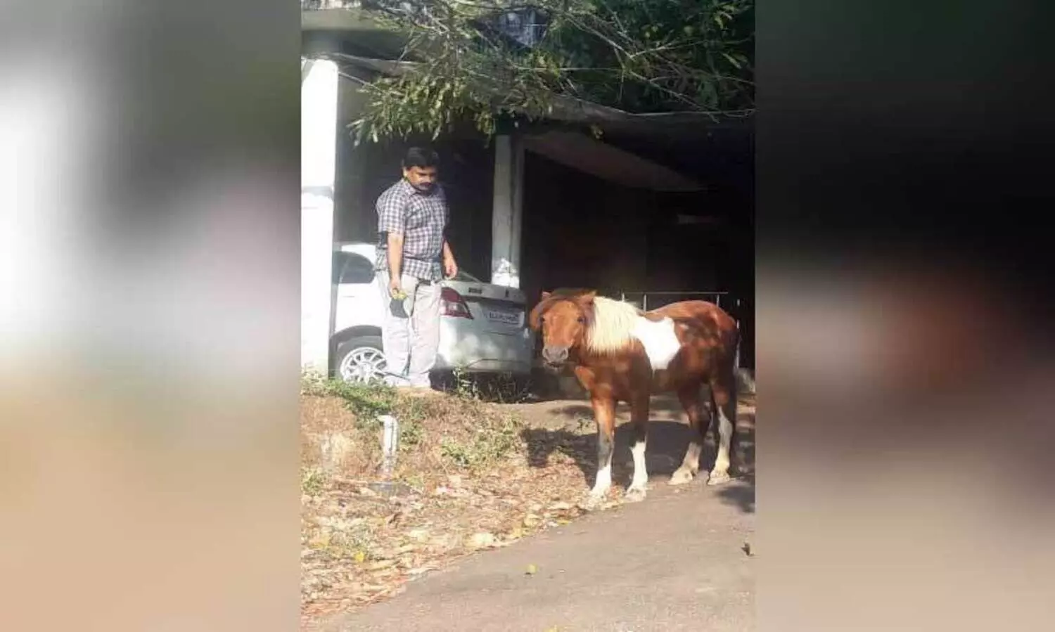 കയര്‍ പൊട്ടിച്ചോടിയ കുതിര പൊലീസിൽ ‘കീഴടങ്ങി’