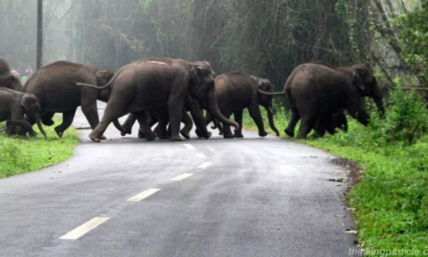 വന്യമൃഗങ്ങളുടെ ജനന നിയന്ത്രണം: സ്റ്റേ ഒഴിവാക്കാൻ സുപ്രീം കോടതിയെ സമീപിക്കുമെന്ന് എ.കെ ശശീന്ദ്രൻ