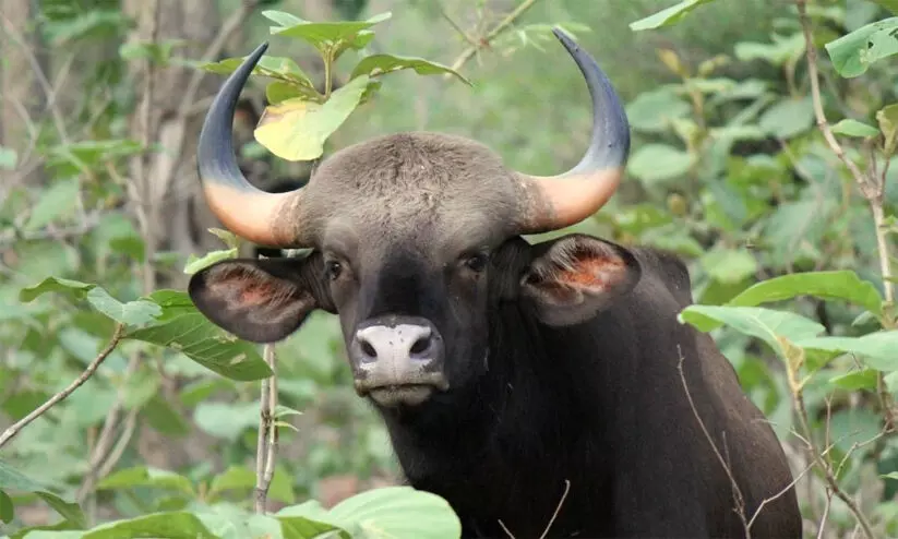 wild buffalo