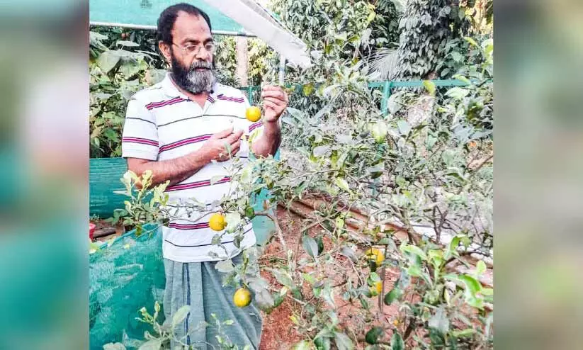 അതിർത്തിയിലെ ജാഗ്രത കൃഷിയിലും; സമ്പന്നം മധുവിന്‍റെ കൃഷിയിടം