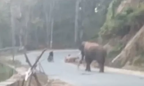 munnar wild elephant