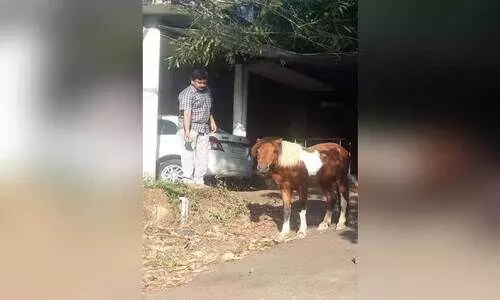 കയര്‍ പൊട്ടിച്ചോടിയ കുതിര പൊലീസിൽ ‘കീഴടങ്ങി’