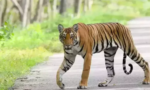 ഡി.ഐ.ജിയുടെ നേതൃത്വത്തിൽ കടുവയെ പിടിക്കാൻ തിരച്ചിൽ ശക്തമാക്കിയെന്ന് എ.കെ ശശീന്ദ്രൻ