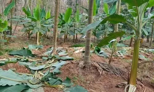 കാട്ടാനകൾ വീണ്ടും ജനവാസ മേഖലയിൽ കൃഷി നശിപ്പിച്ചു