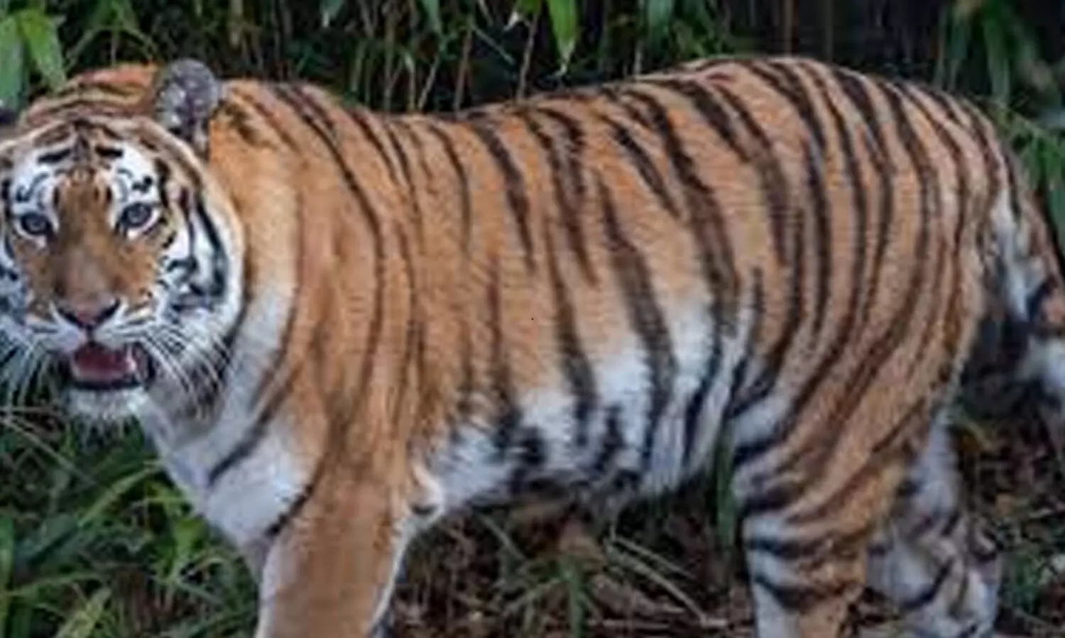 പിലാക്കാവിലും കടുവ; പശുവിനെ കൊന്നു; പ്രതിഷേധവുമായി പ്രദേശവാസികൾ