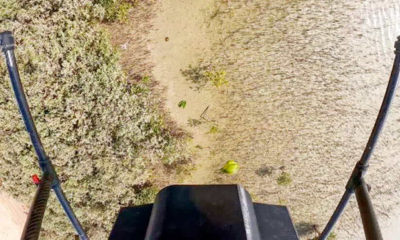 mangrove seeds are sown by drones mangrove seeds are sown by drones