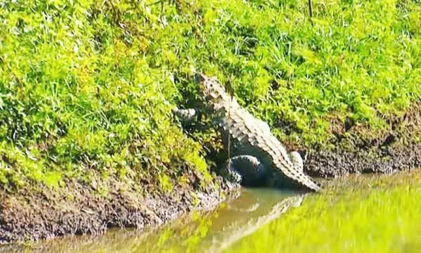 ചീങ്കണ്ണികൾ നിറഞ്ഞ് പനമരം പുഴ ചീങ്കണ്ണികൾ നിറഞ്ഞ് പനമരം പുഴ