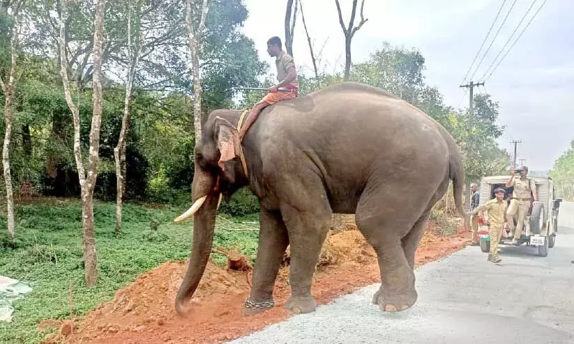 പിടിതരാതെ കൊലയാളി കടുവ പിടിതരാതെ കൊലയാളി കടുവ