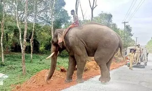 പിടിതരാതെ കൊലയാളി കടുവ