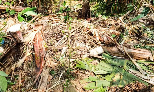 Wild animals distroyed agriculture