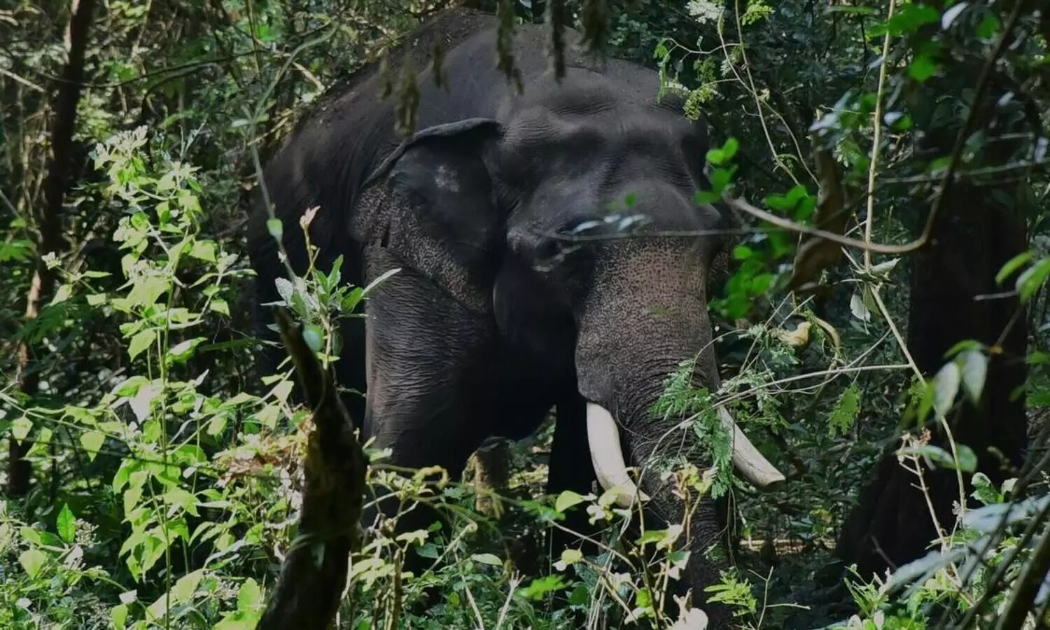 പാലക്കാട് ധോണിയിൽ വീണ്ടും കാട്ടാനയിറങ്ങി