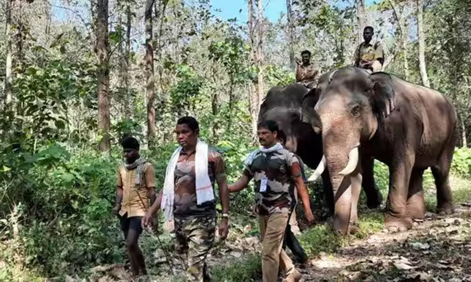 വിനോദസഞ്ചാര കേന്ദ്രമായ ധോണിയില്‍ തന്നെ പി.ടി ഏഴിന് കൂടൊരുക്കം