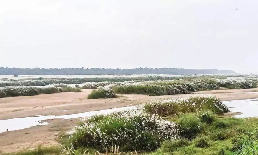 മകരം പിറന്നപ്പോഴേക്കും വരണ്ട് ഭാരതപ്പുഴ മകരം പിറന്നപ്പോഴേക്കും വരണ്ട് ഭാരതപ്പുഴ