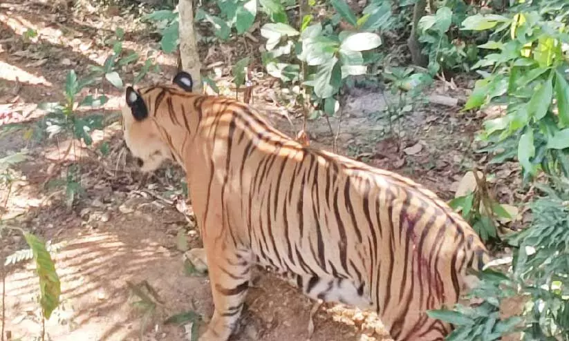 tiger tiger