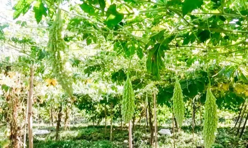 കാലാവസ്ഥ വ്യതിയാനവും കീടബാധയും പാവൽ കർഷകർക്ക് തിരിച്ചടി കാലാവസ്ഥ വ്യതിയാനവും കീടബാധയും പാവൽ കർഷകർക്ക് തിരിച്ചടി