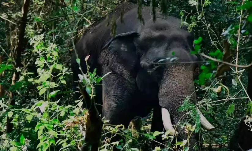 വീണ്ടും നാടുവിറപ്പിച്ച് പി.ടി 7; ആശങ്കയിൽ ജനം വീണ്ടും നാടുവിറപ്പിച്ച് പി.ടി 7; ആശങ്കയിൽ ജനം