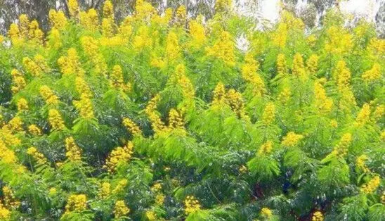 വനംകൊല്ലിയായ മഞ്ഞക്കൊന്നയും കടുവകളെ കാടിന് പുറത്തേക്ക് എത്തിക്കുന്നുവെന്ന് പരിസ്ഥിതിപ്രവർത്തകർ വനംകൊല്ലിയായ മഞ്ഞക്കൊന്നയും കടുവകളെ കാടിന് പുറത്തേക്ക് എത്തിക്കുന്നുവെന്ന് പരിസ്ഥിതിപ്രവർത്തകർ