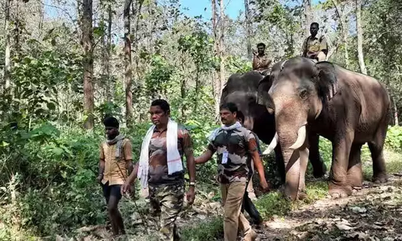 വിനോദസഞ്ചാര കേന്ദ്രമായ ധോണിയില് തന്നെ പി.ടി ഏഴിന് കൂടൊരുക്കം വിനോദസഞ്ചാര കേന്ദ്രമായ ധോണിയില് തന്നെ പി.ടി ഏഴിന് കൂടൊരുക്കം