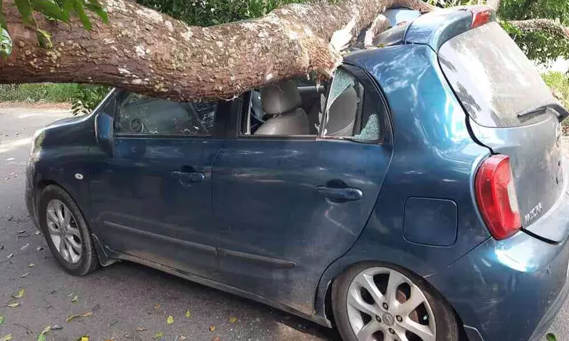 നിര്ത്തിയിട്ട കാറിന് മുകളില് മരം വീണു നിര്ത്തിയിട്ട കാറിന് മുകളില് മരം വീണു