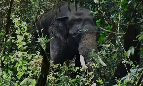 ധോണിയിൽ വീണ്ടും കാട്ടാനയിറങ്ങി; പി.ടി 7 പുലർച്ചെ ജനവാസകേന്ദ്രത്തിലെത്തി