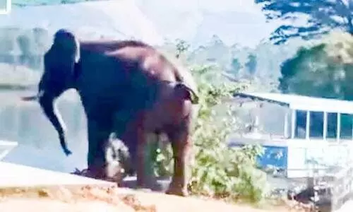 അരിക്കൊമ്പൻ മുതൽ പടയപ്പവരെ; ആനപ്പേടിയിൽ   ജനവാസ മേഖല