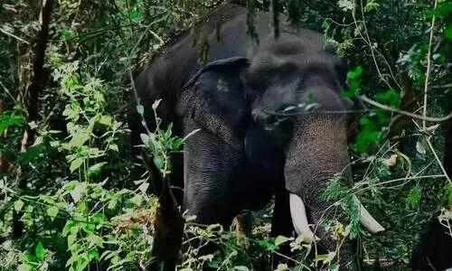 വീ​ണ്ടും നാ​ടു​വി​റ​പ്പി​ച്ച് പി.​ടി 7; ആ​ശ​ങ്ക​യി​ൽ ജ​ന​ം