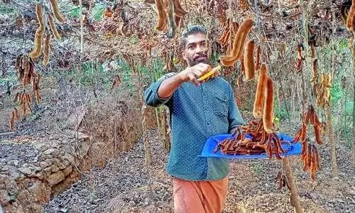 തൊട്ടാൽ ചൊറിയുന്ന കൃഷിയിൽ നൂറുമേനി വിജയംകൊയ്ത് സതീശൻ