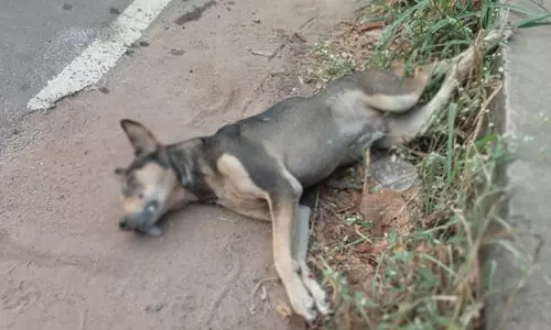 നാടിനെ വിറപ്പിച്ച തെരുവ് നായക്ക് ഒടുവില്‍ ദാരുണാന്ത്യം